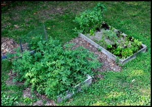 Last year's backyard garden: tomatoes, basil, cucumbers (left), lettuce, spinach, garlic, carrots, herbs, snow peas (right)