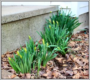Daffodils almost ready to bloom.  