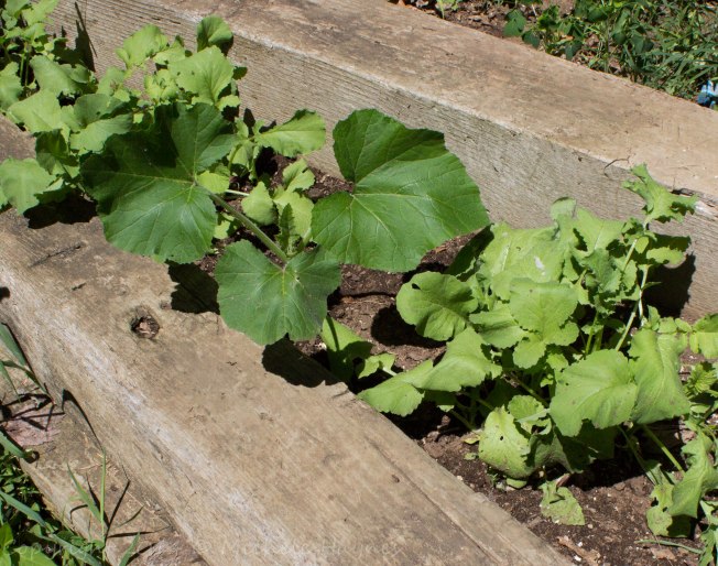 Lemon squash (center) with French radishes growing on either side
