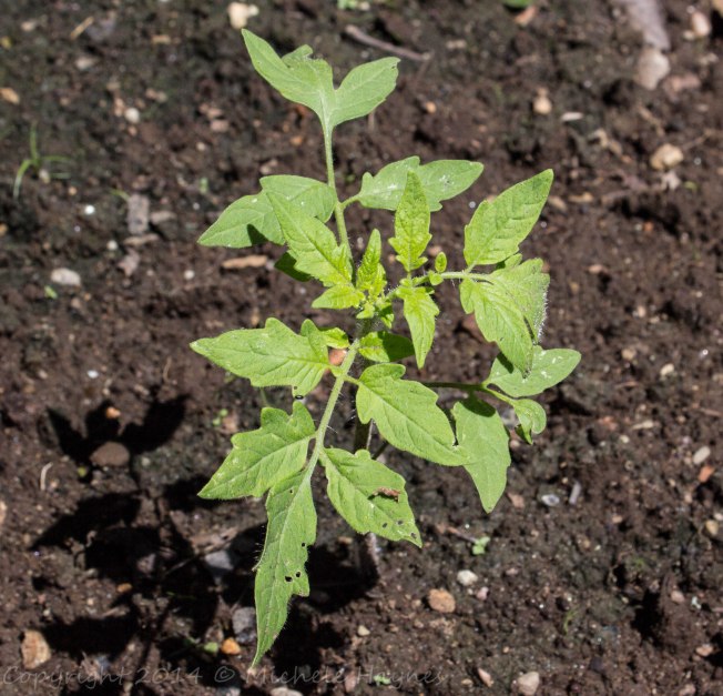 Moskovich heirloom tomato plant