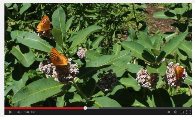 Common milkweed attracting butterflies and other insects
