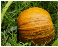 Sugar pumpkin ripening